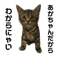 賢いアビィとおバカなコブシ