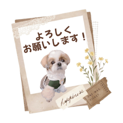 可愛いきなこちゃんスタンプ