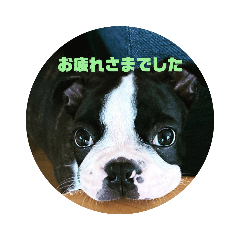 ボストンテリア1