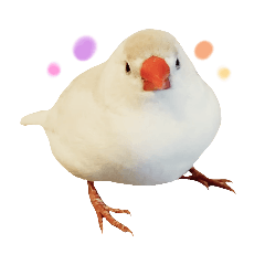 ことり♥️もふっとぴーちゃんキンカチョウ