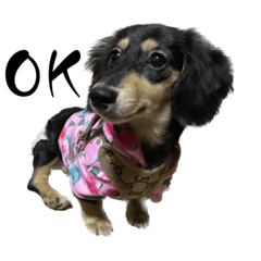 ミニチュアダックスフンドななちゃん