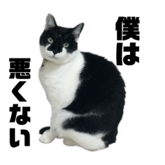 偽はちわれ猫ハル