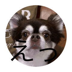 かわいすぎわんちゃんのスタンプ