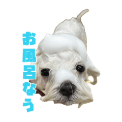 もちこちくんくん