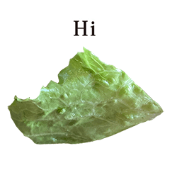 レタス　一切れ　英語　English