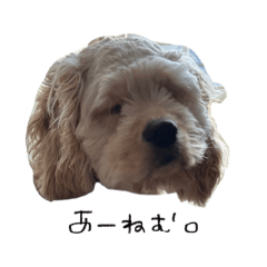 生意気なアメコカ