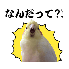 オカメインコひまちゃんの実写版スタンプ！