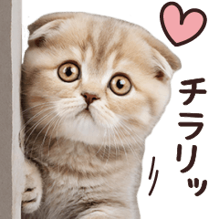 ねこさん♡明るくHAPPYな基本スタンプ