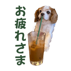 キャバリアのチャーリースタンプ