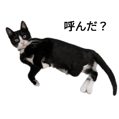 うちのチョコのスタンプ2