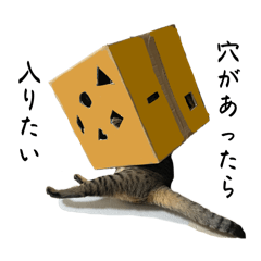 キジトラと白猫の写真スタンプ