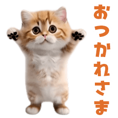 飛び出す！ダンス猫