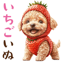 いちごに変身！？いちごトイプードル