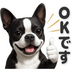 【敬語】使いやすい！ボストンテリア