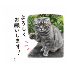 毎日つかえる まるねこ
