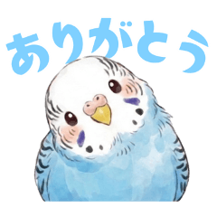 セキセイインコ【ブルー】（２）