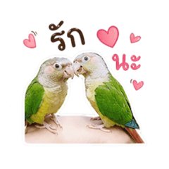 Parrot_20260501142118