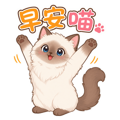 Colorpoint Ragdoll Cat Daily