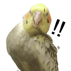 Stupid bird life daily-01