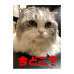 ミルクちゃんのひとこと