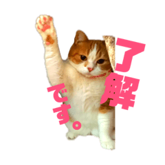 ゴンちゃんの毎日withメルちゃん