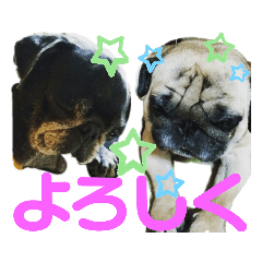 我が家のパグ達