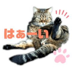 吉永さん家のチャイくん。