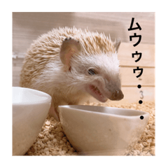 ぶちぎれハリネズミのしめじ。