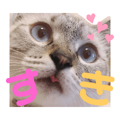 シャムミックス猫ちゃんの日常