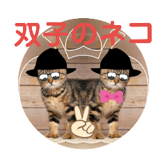 双子のネコ