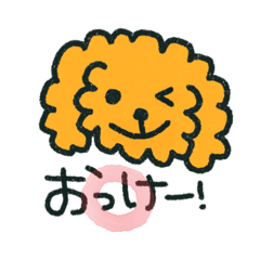 トイプードルくん！！