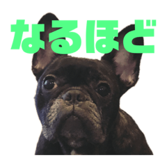 フレンチブルドッグ　キラリさん