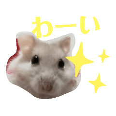 ハムスターのパールちゃん2