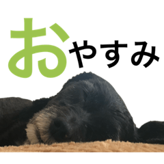 チョコといいます その2