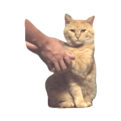 ライアン♂猫ネコねこ。