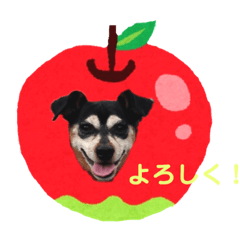 ミニチュアピンシャーの毎日♡ミニピン2