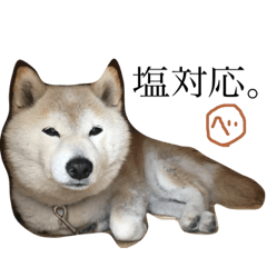 柴犬べっこちゃん