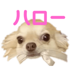 チーコと仲間たち2