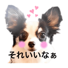 チワワのちーちゃんのきもち。