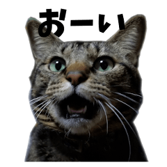 猫たちのぺったんこ2