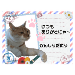 タプタプお腹のモフ猫 ミルの日常会話 2