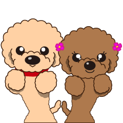 トイプードル！