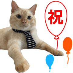 ねこのコロネさん　ポーズスタンプ