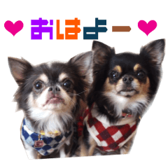 リアルDOG チワワブラタン サクラ＆プティ