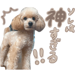 わんわんだふる！