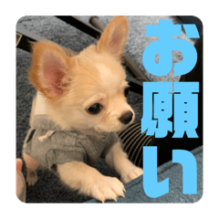 しず姉みい姉ゆず