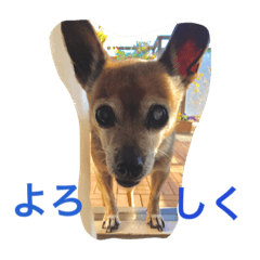 ミニピン x チワワ