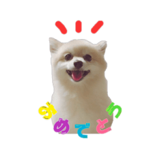 ポメのコロン！