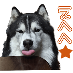 ハスキー カールスタンプ