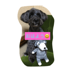 ワンコのアリス